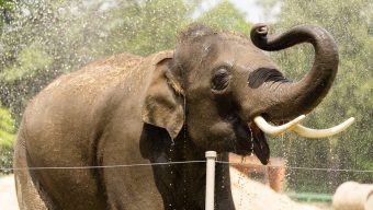 Byzuch u elefanta – Ślonski Ogród Zoologiczny